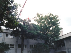 クレーンを使用しての高木の伐採作業
